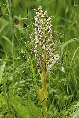 Himantoglossum hircinum